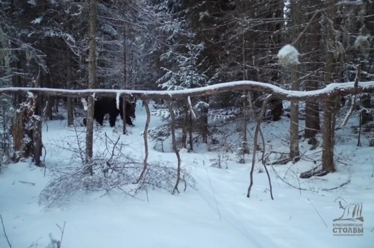    На «Красноярских Столбах» вновь открыли комплекс «Нарым»