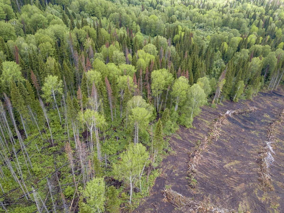 Фото: © Forestforum. Архив, 2019 год