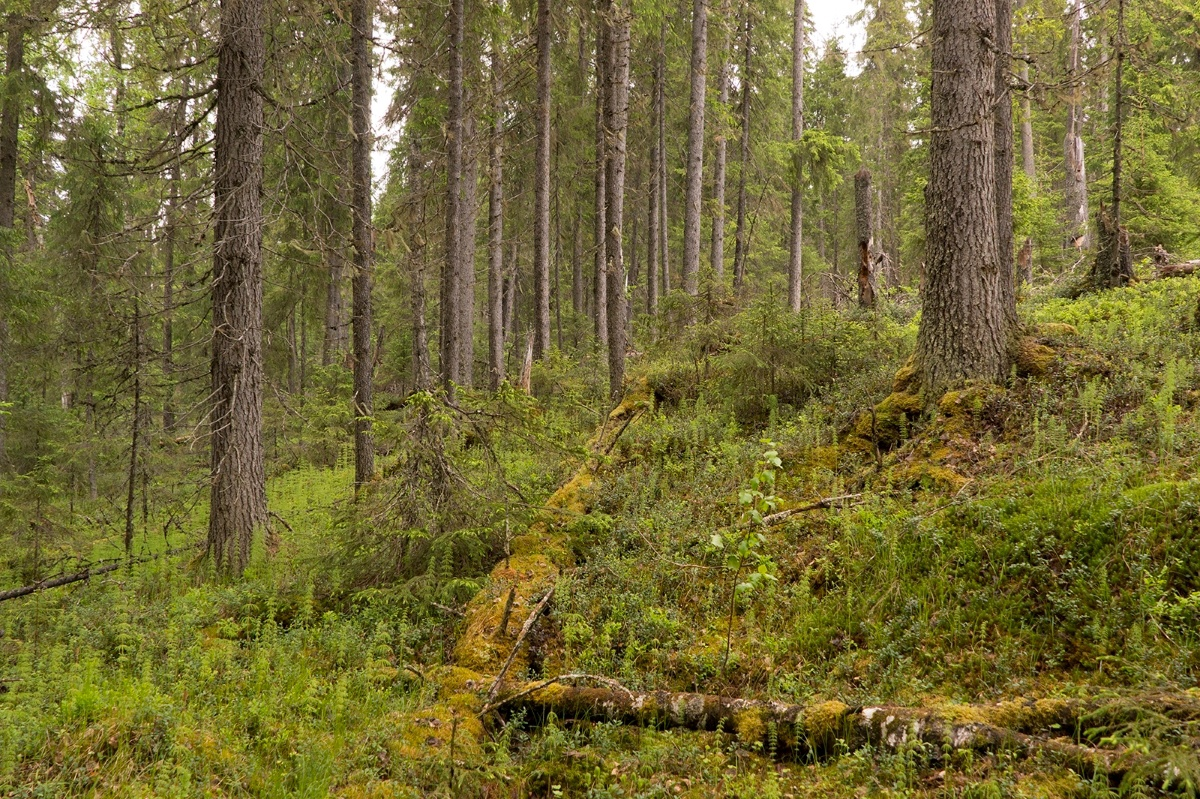 Дикий лес из Архангельской области. Фото: © Татьяна Хакимулина 