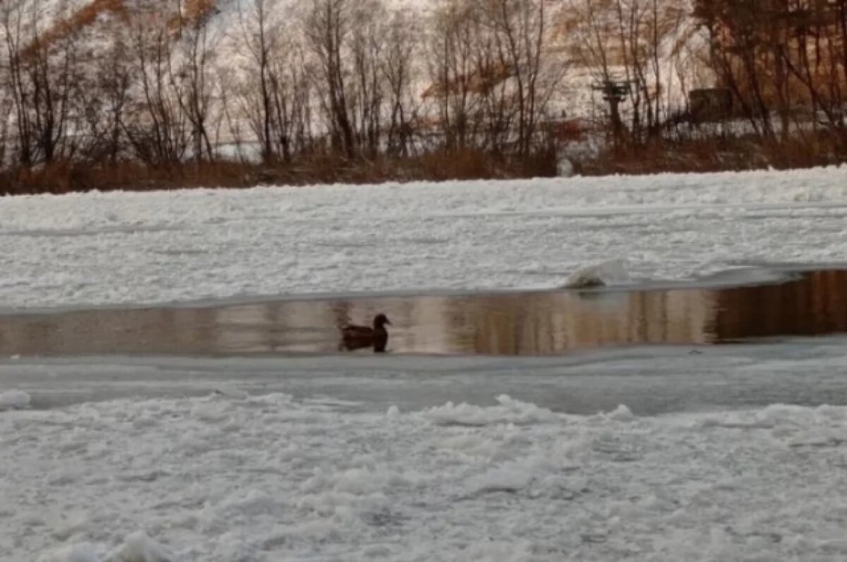    В Новосибирске утку-одиночку спасают от голодной смерти
