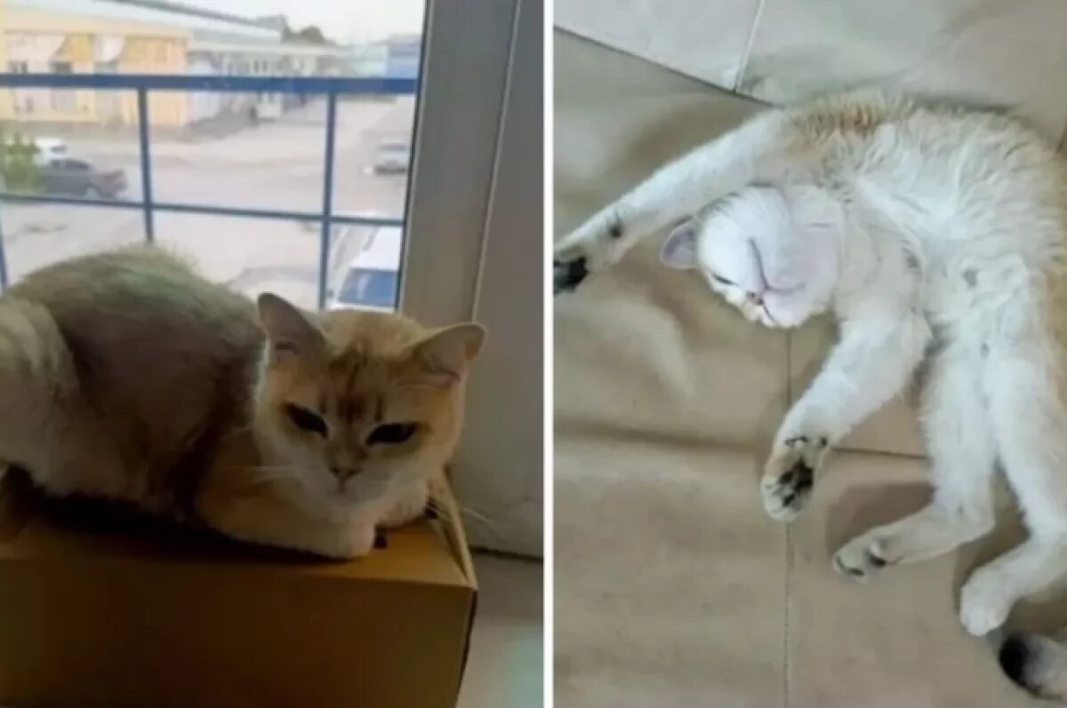    В Новосибирске продают необычную кошку-обнимашку за 5 млн