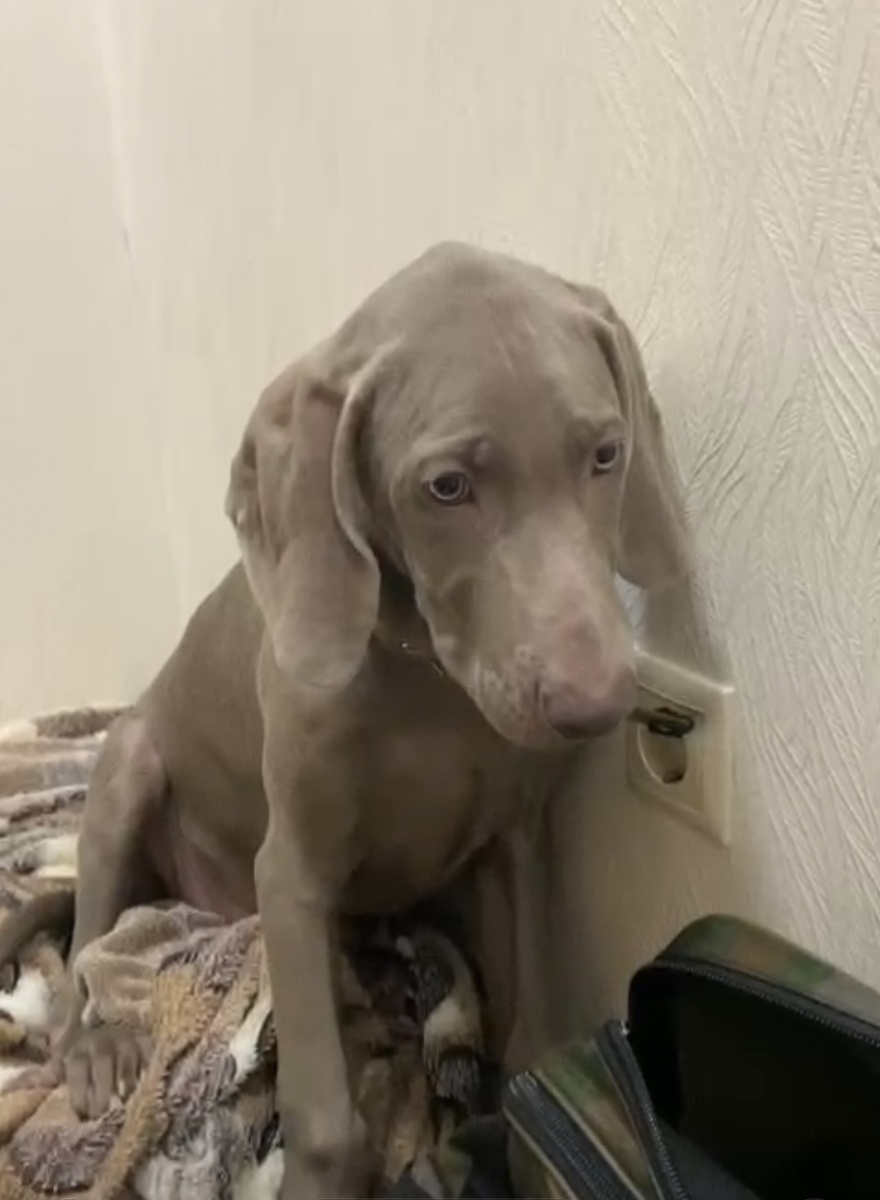 В процессе перевозки