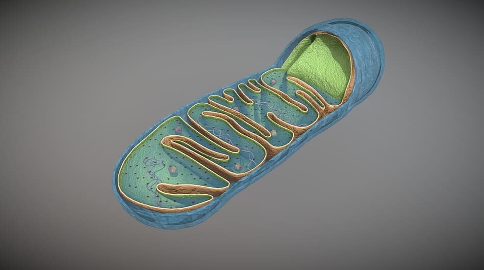 «Митохондрия – клеточная органелла». Источник: Vida Systems