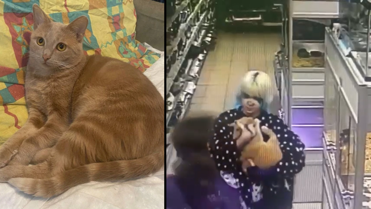    Фото: телеграм-чата поиска кота Лучика