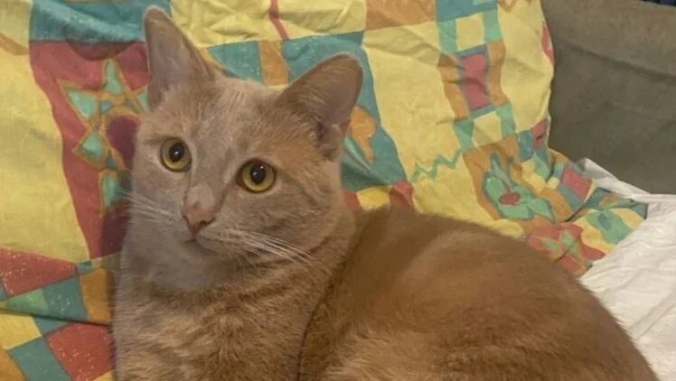    Фото: телеграм-чата поиска кота Лучика