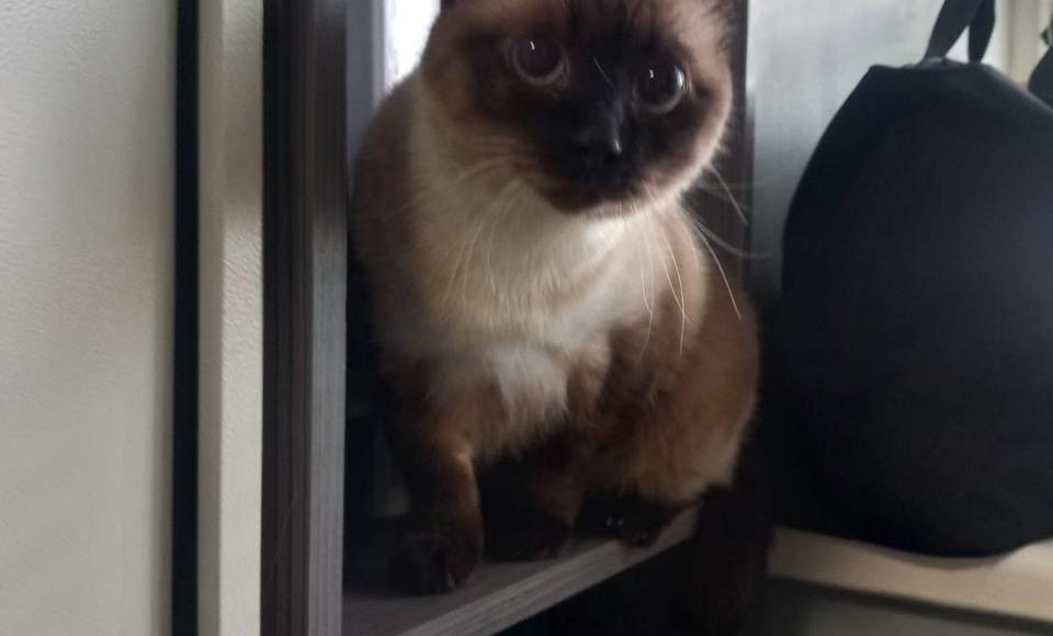    Фото: Аэроэкспресс