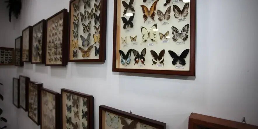    Фото: museum-insects