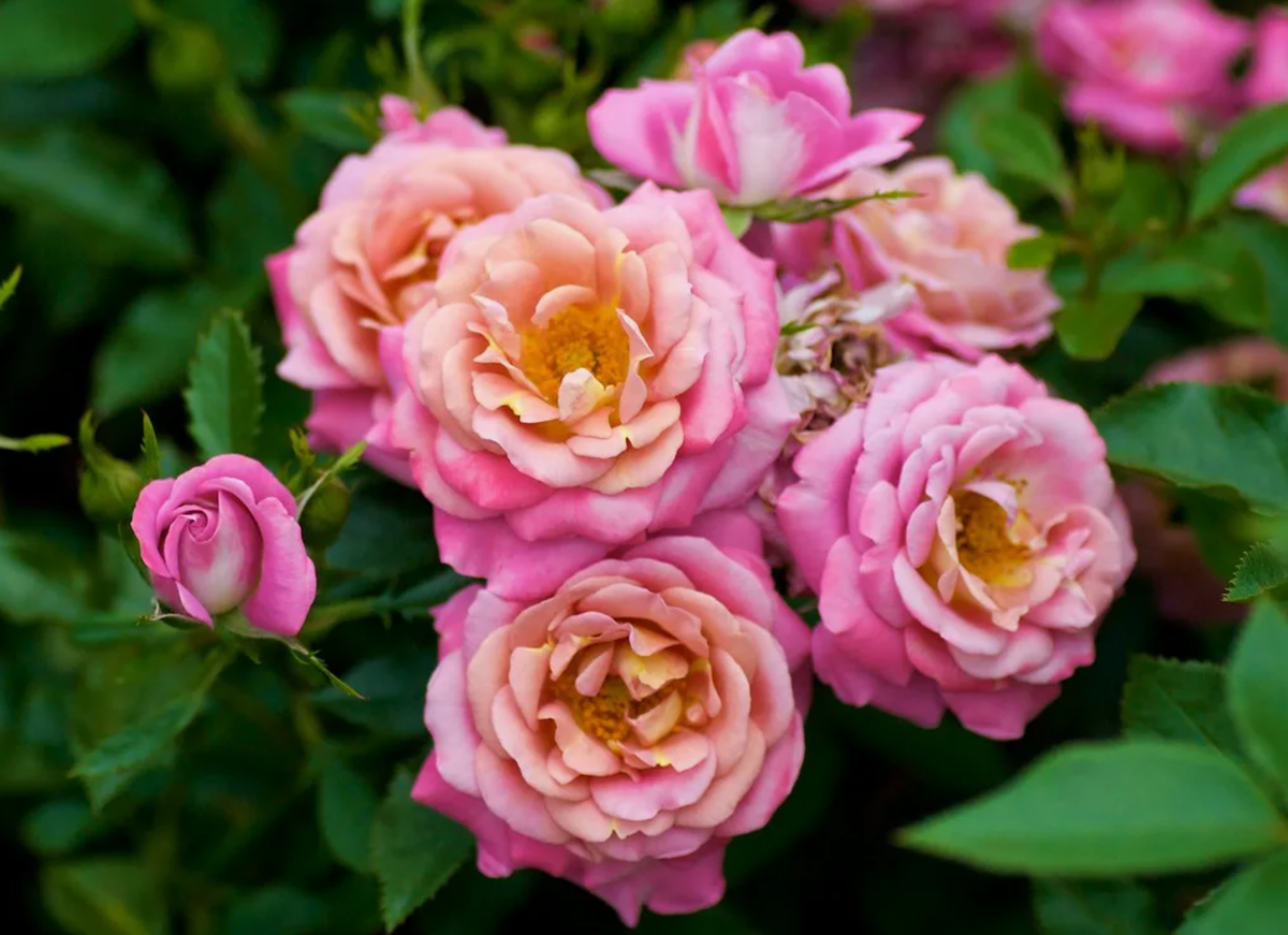 Источник фото: luchshii-sad.ru