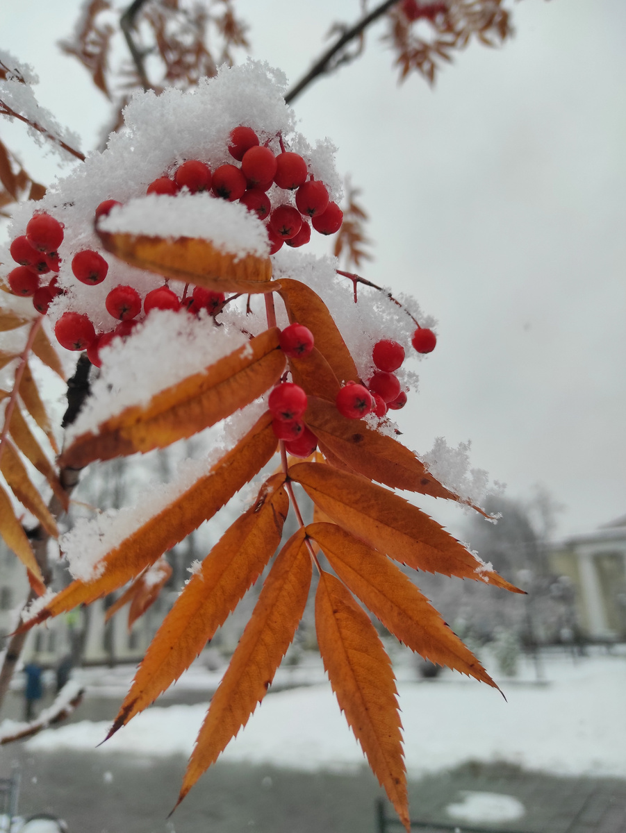 Раньше в ноябре морозы были, а сейчас только мокрый снег