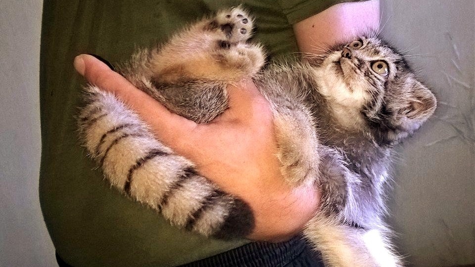 Детёныш манула Дашка — ее нашли едва живой под строительным вагончиком 6 лет назад. Что было дальше (попытки приручить лесного котёнка)