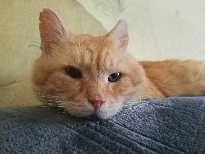 Барсик: - У меня тоже невроз. Выпусти немедленно на улицу или давай уже свои таблетки. Я тоже согласен.