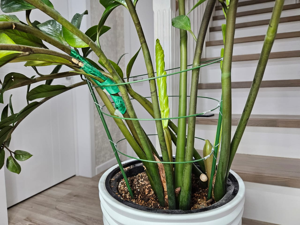 Листья слева выросли в квартире и из-за недостатка света не могли держать форму, а листья справа растут сейчас, где света больше - результат налицо