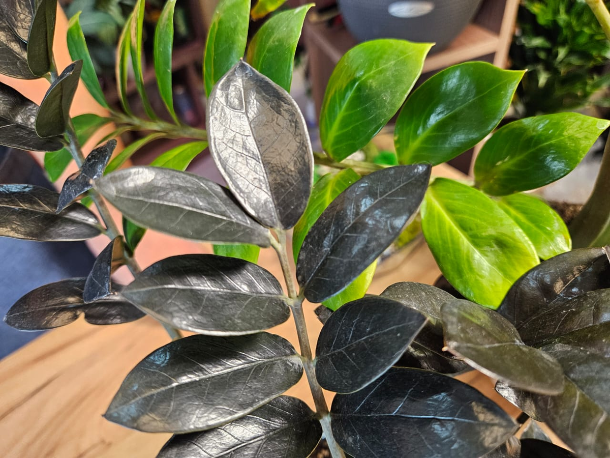 У меня много замиокулькасов, но ко всем к ним подход одинаковый, и их это устраивает - видите сами