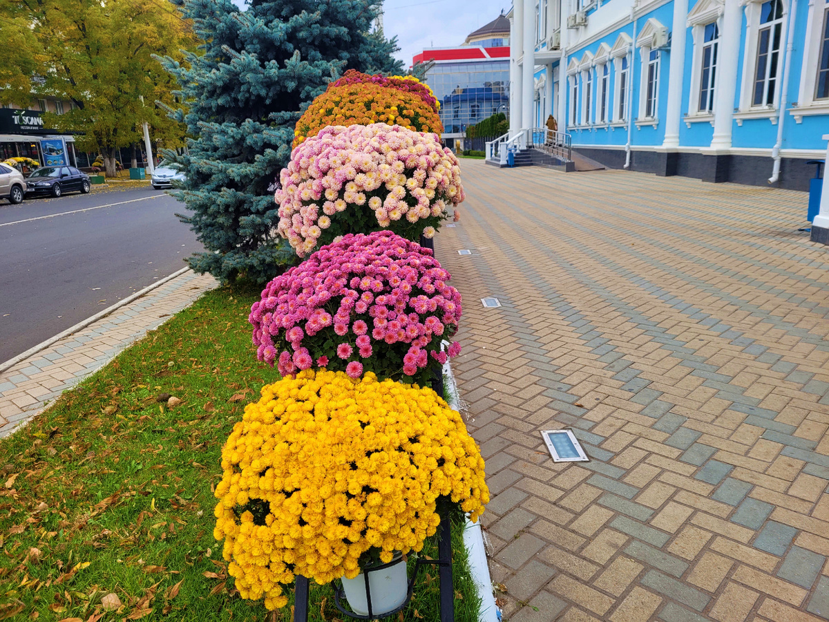 Красивые хризантемы у здания клиники (14.11.2024)