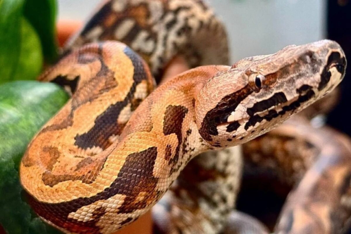 Фото: информационное агентство «Новости Новосибирска»