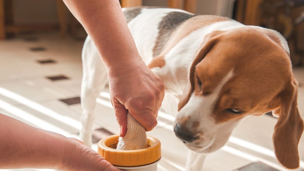 источник фото: https://vetacademy.ru/upload/medialibrary/9b9/b0v6p8mj4vga98cfghkw23tuf8dcgcr5.jpg