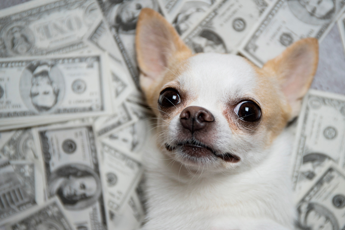    Фото: TaraPatta / Shutterstock.com