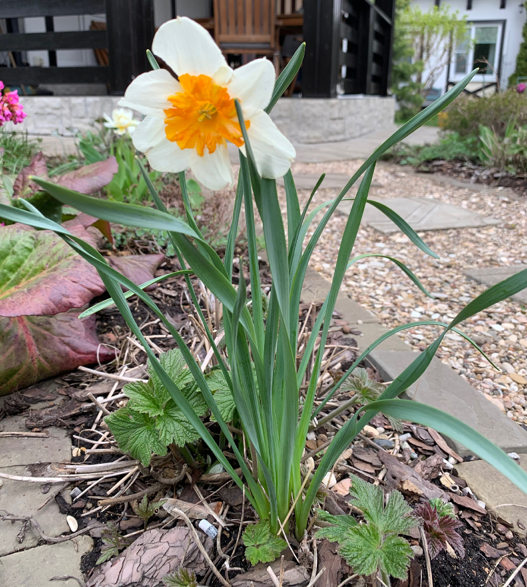 фото Сад в стиле Paradise @