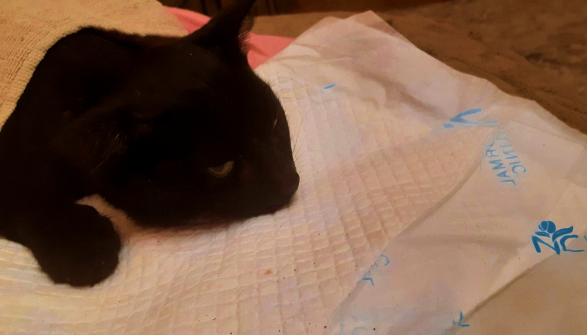 Последнее фото малыша