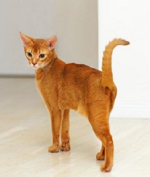 -Еще какая француженка!