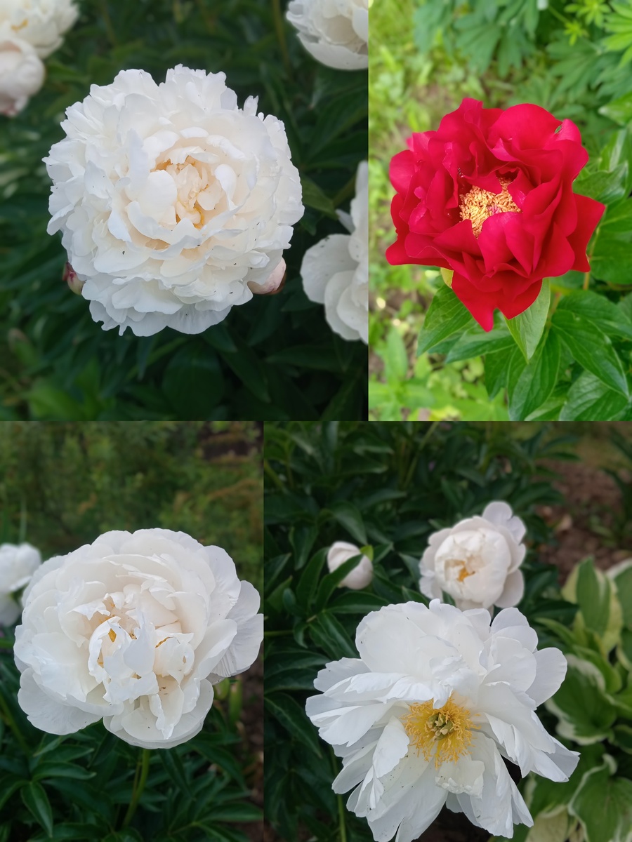 Моя небольшая коллекция пионов, которая уже пополнилась. 