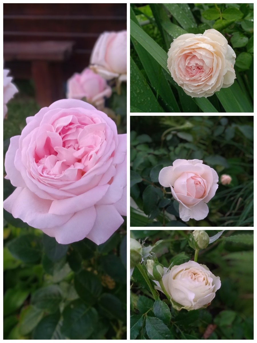 Мои замечательные розы