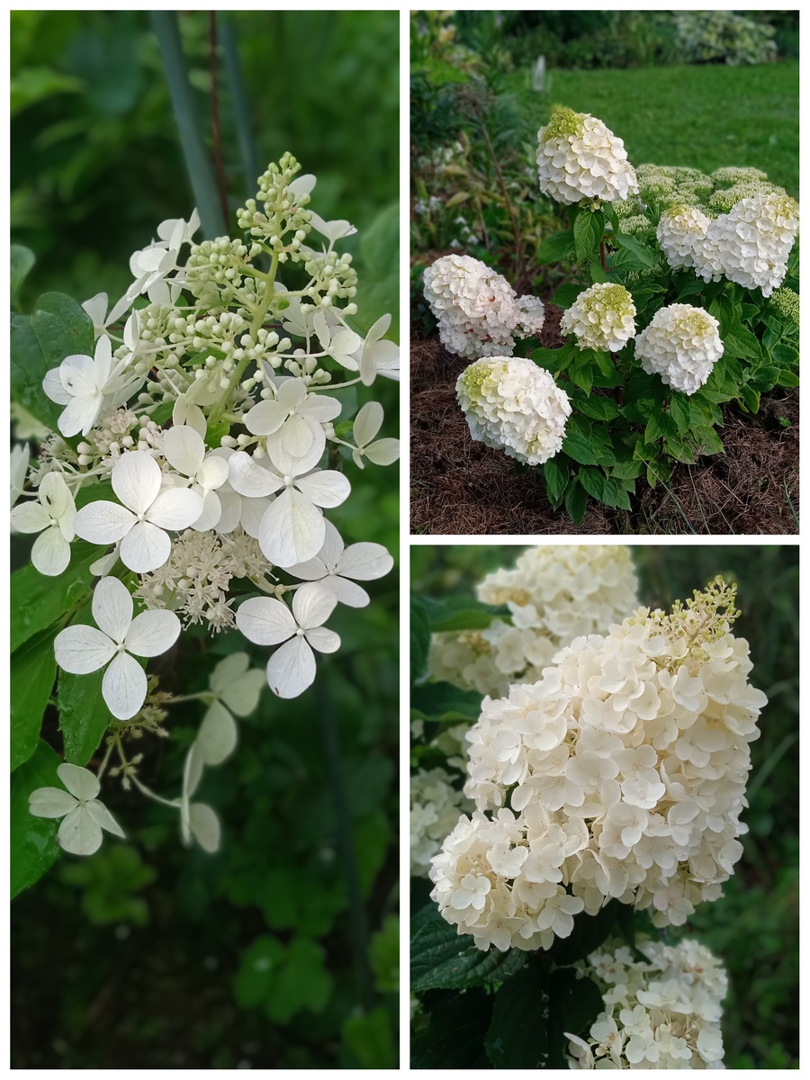 и шикарные гортензии