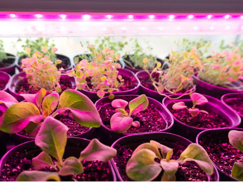 Источник фото: https://bloknot-volgodonsk.ru/news/kak-vybirayut-fitolampy-prodvinutye-sadovody-1690357