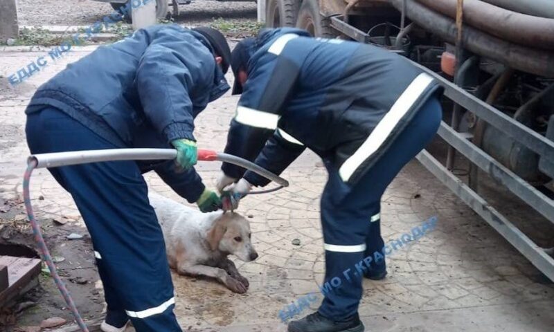    Фото t.me/eddskrd23