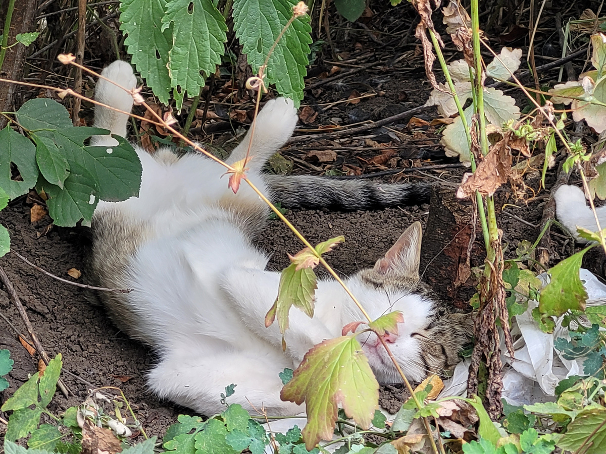 У этого представителя кошачих партийная кличка Мордоворот