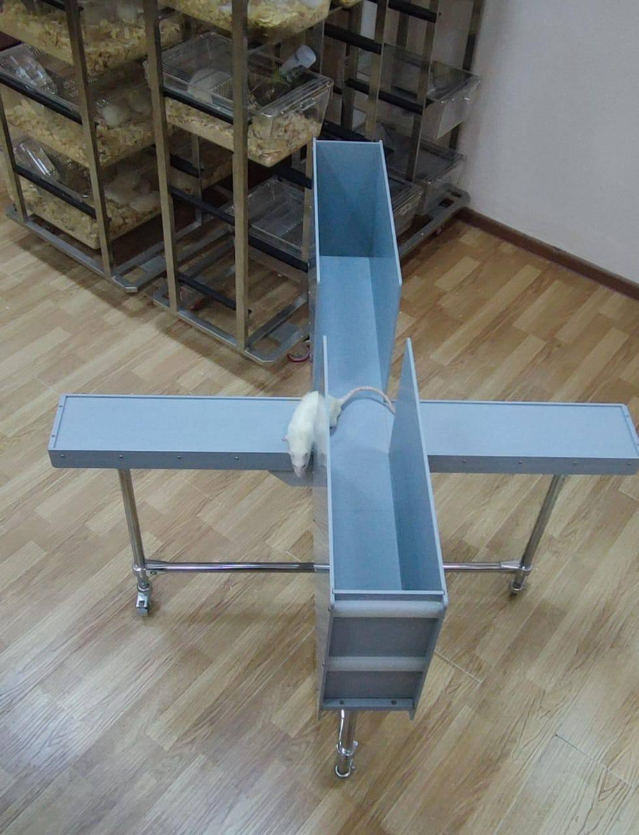 Экстракт кровохлебки лекарственной вызывает снижение уровня тревоги и страха: после введения экстракта у крыс увеличивалось количество актов свешиваний с открытых частей теста в 2 раза и число стоек на задних лапах, что свидетельствует об активизации поисково-ориентировочного поведения и исследовательского драйва животных. P.s. Открытые рукава (пространства) являются факторами стресса у грызунов.