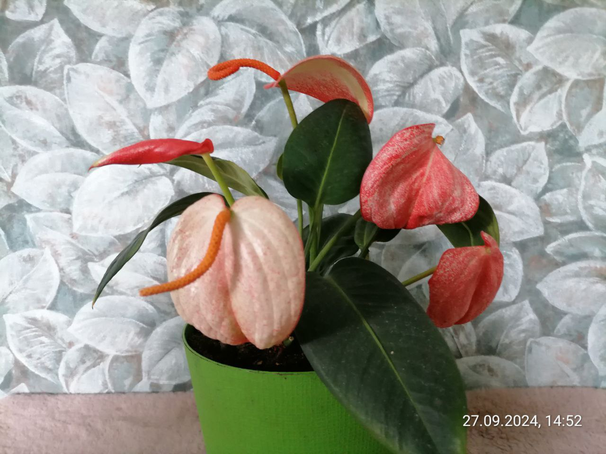Антуриум в горшке, фото автора