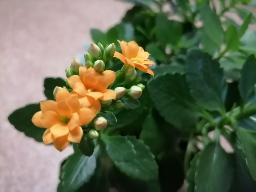 Цветет каланхое, фото автора