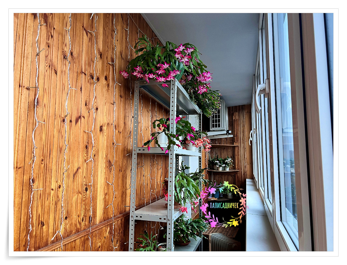 Сегодняшнее...