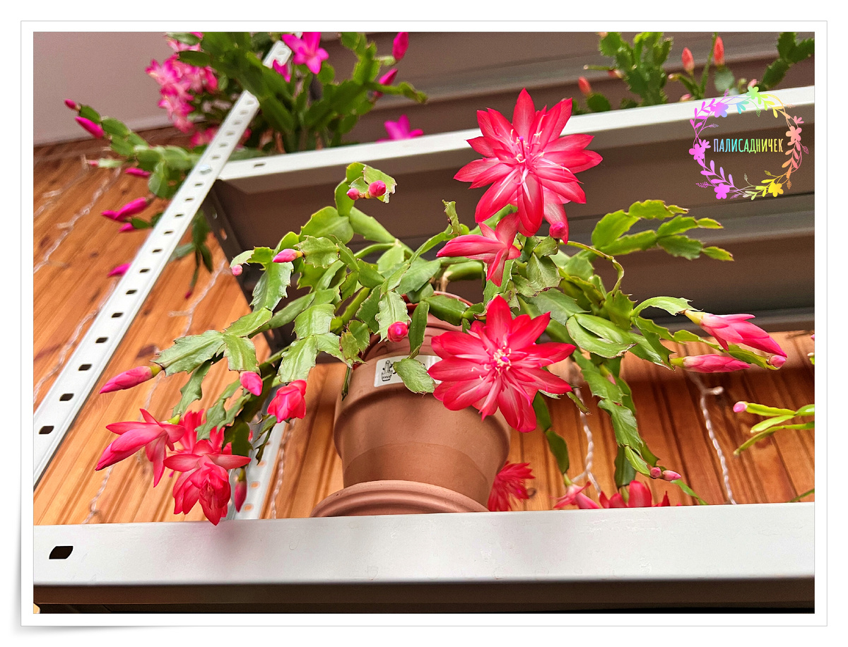 Чудесная, правда же? Воооот.