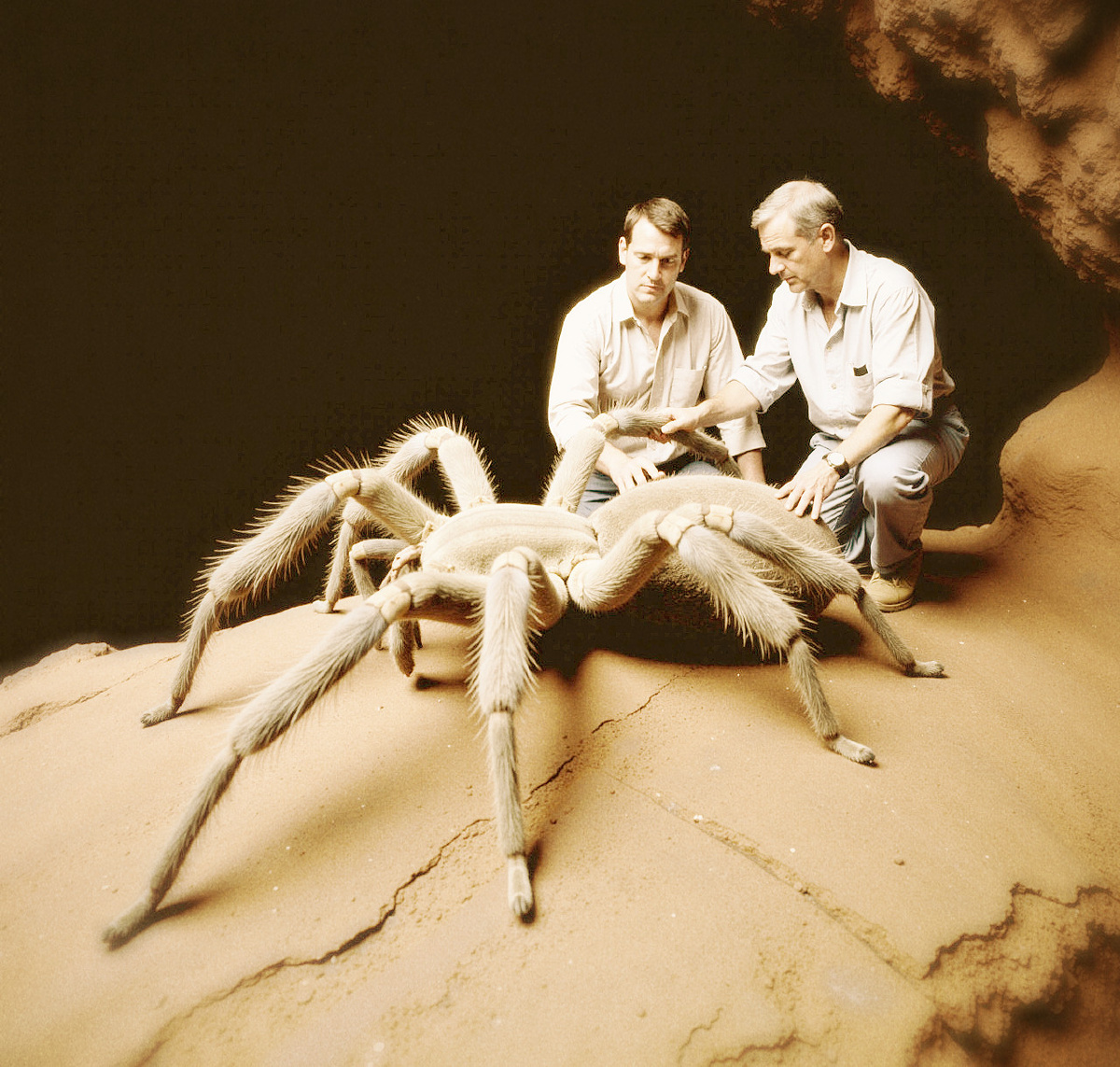 возможно особь 5 крупнее