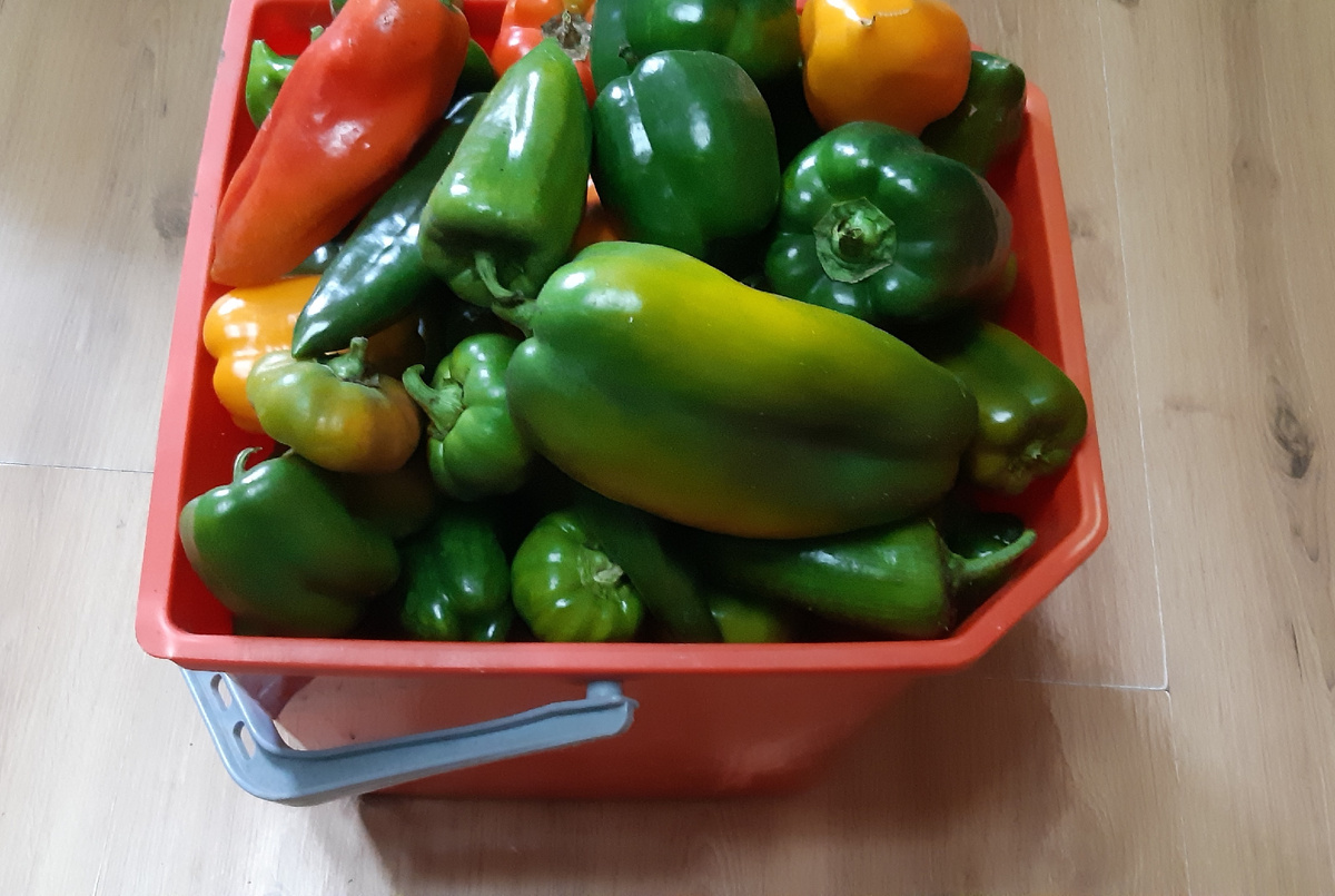 Собрала 20литровое ведро перцев