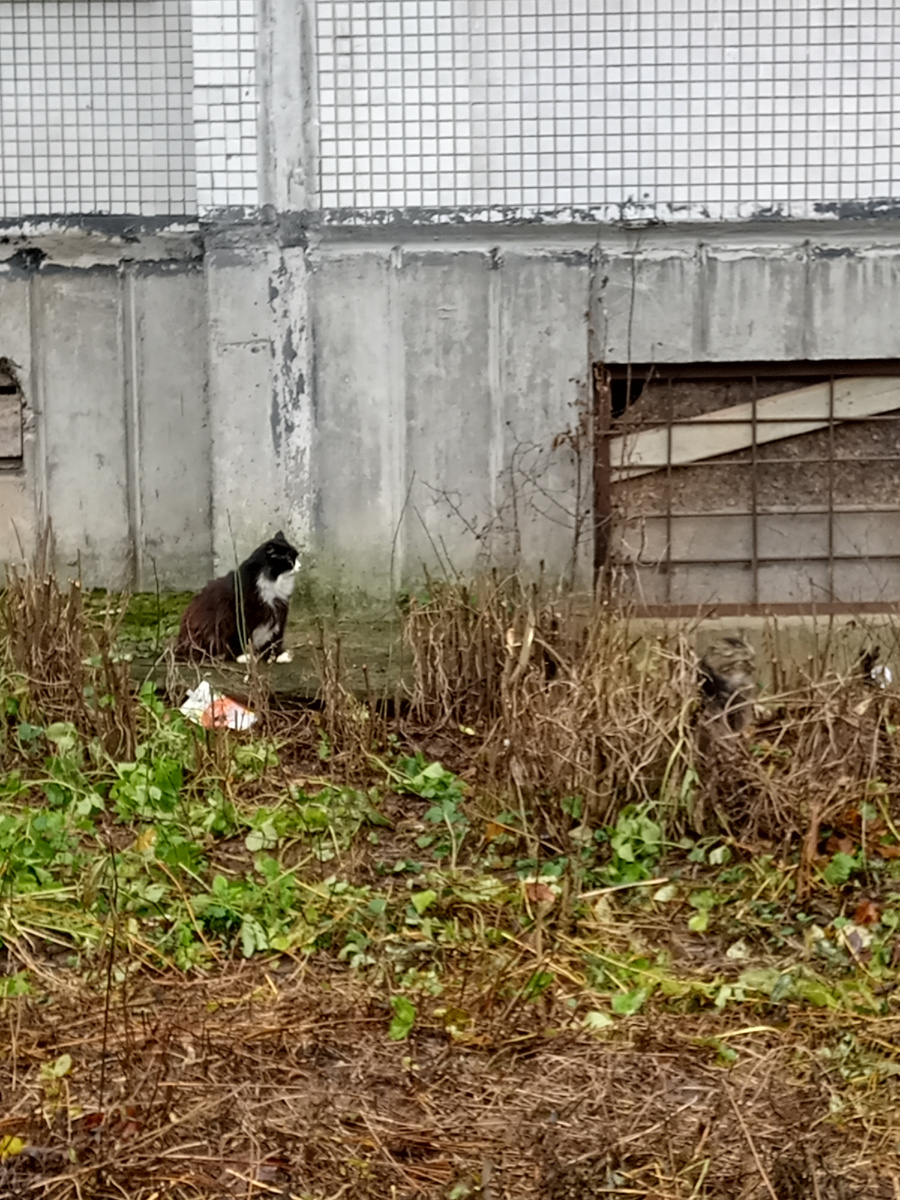 Хохлова 6. Двор дома - это и есть организованное место кормления