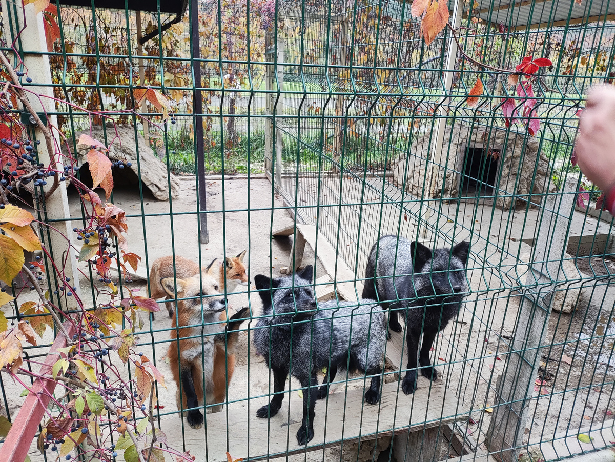 Вот с таким выражением лица лисицы смотрят на виноград. У них по клетке плетётся мелкий и надоевший девичий, а у нас-то - настоящий чернокрымский!