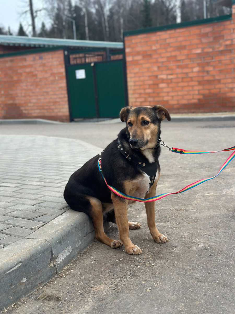 Вишенка перед выездом из приюта Пушистый друг в ветлклинику к кардиологу.