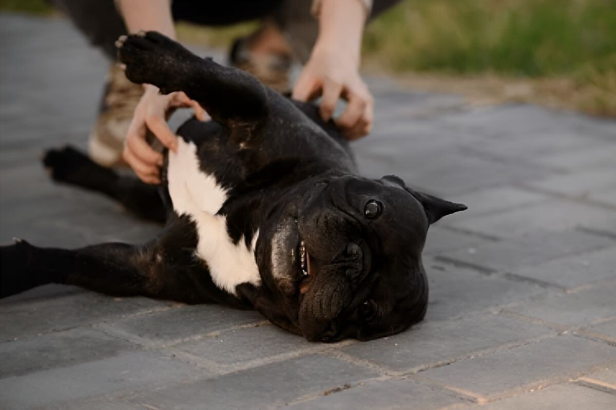 Бывает ли собакам щекотно