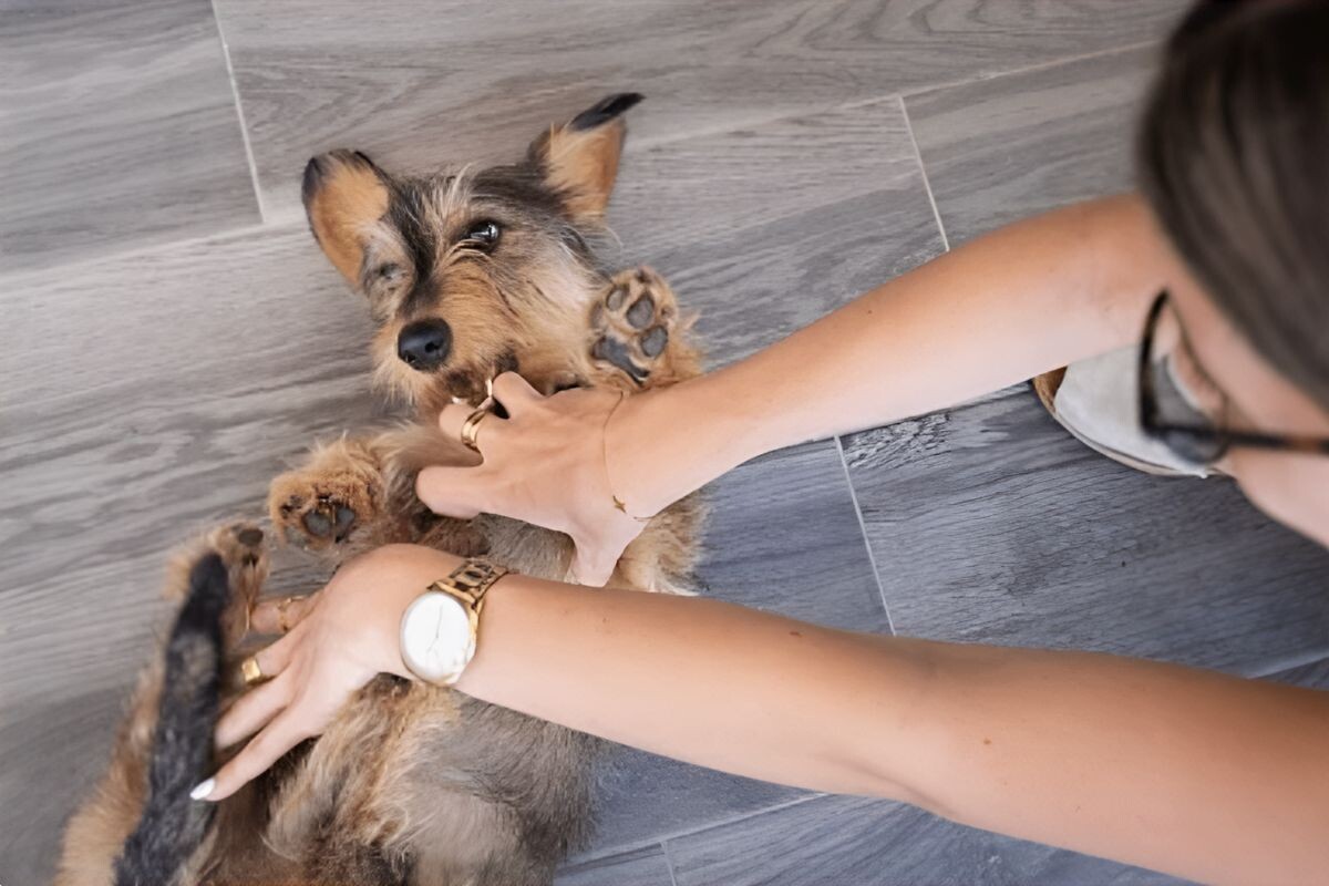 Можно ли собаку щекотать