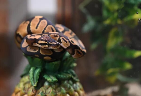 Питон королевский © Sputnik / Григорий Сысоев