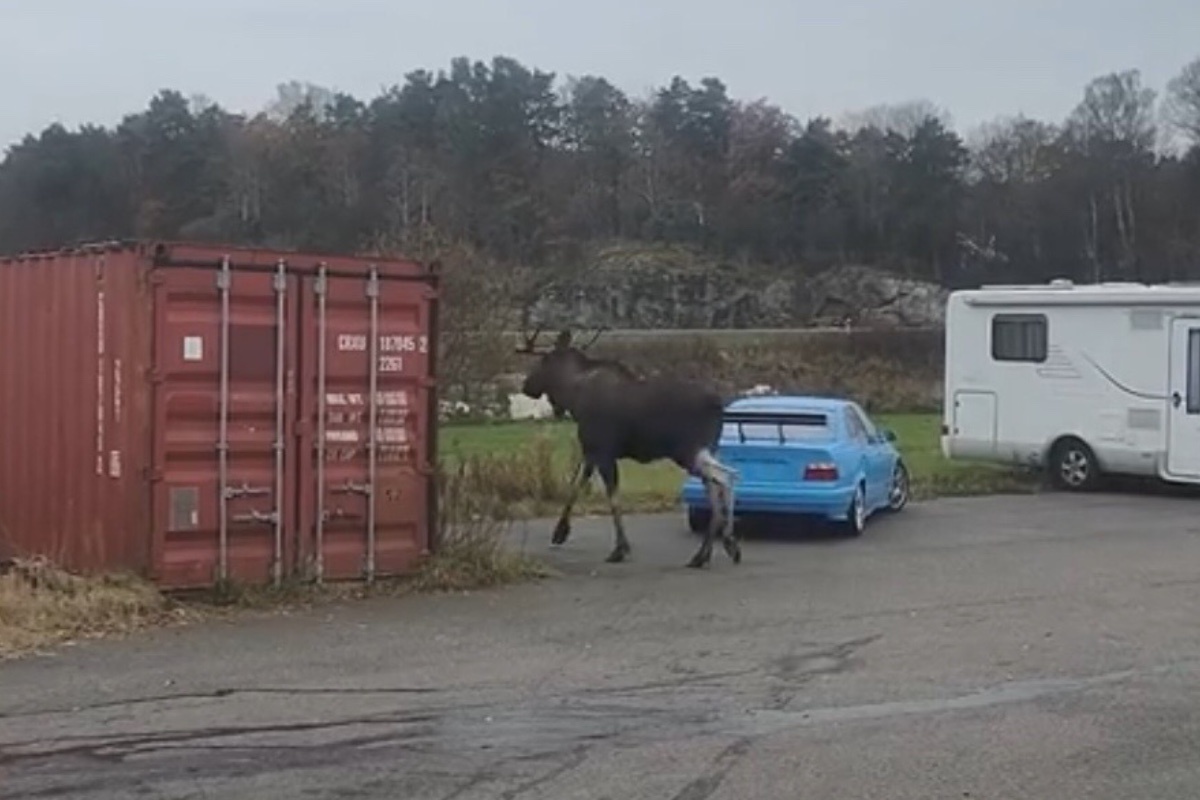    SchmiedmannBMWspecialist / YouTube