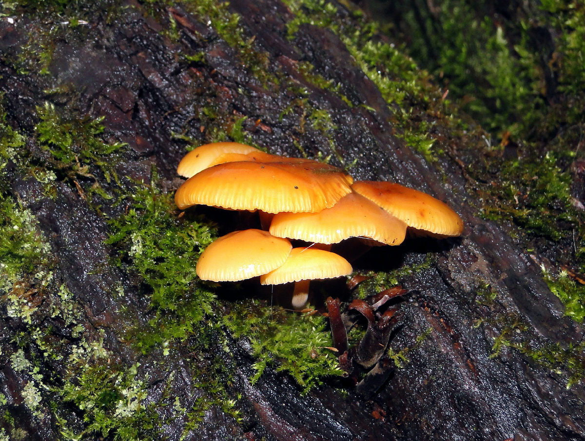 Найти яркие краски поздней осенью становится все сложнее и сложнее...