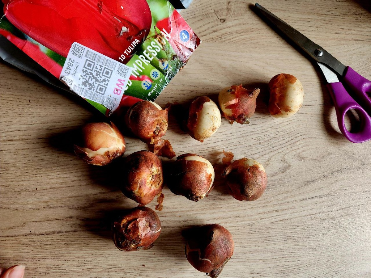 Тюльпан Ред Импрешн (Red Impression), разбор 12/14