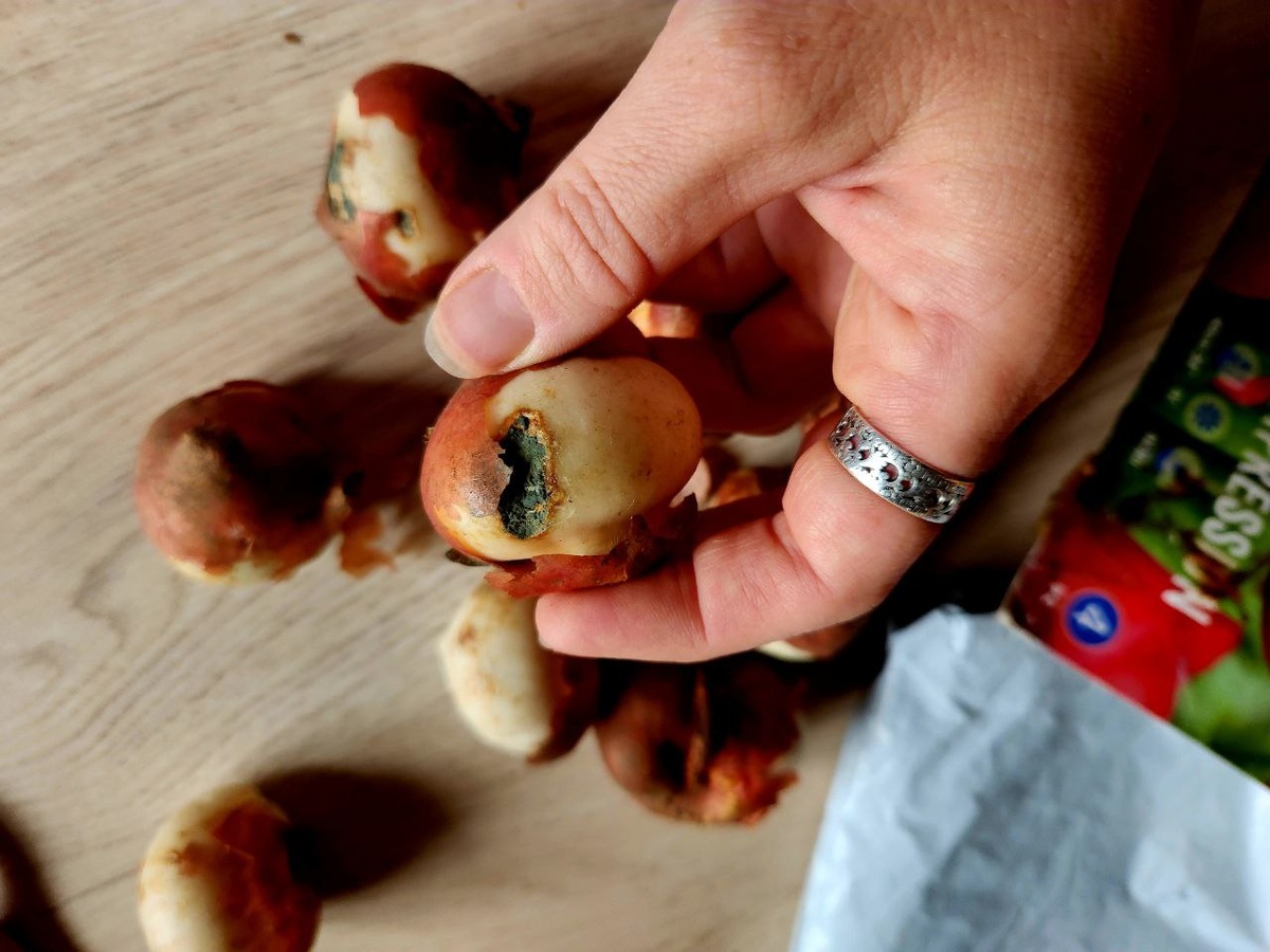 Луковицы тюльпанов. Обработка плесени и грибка