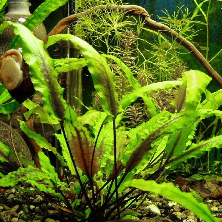 Криптокарина. Фото из интернета.