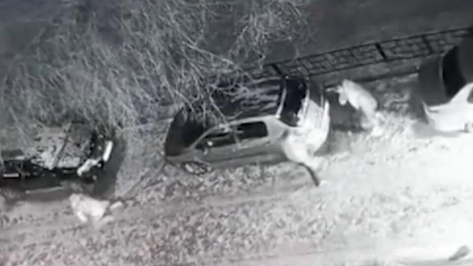 Фото: скриншот видео 