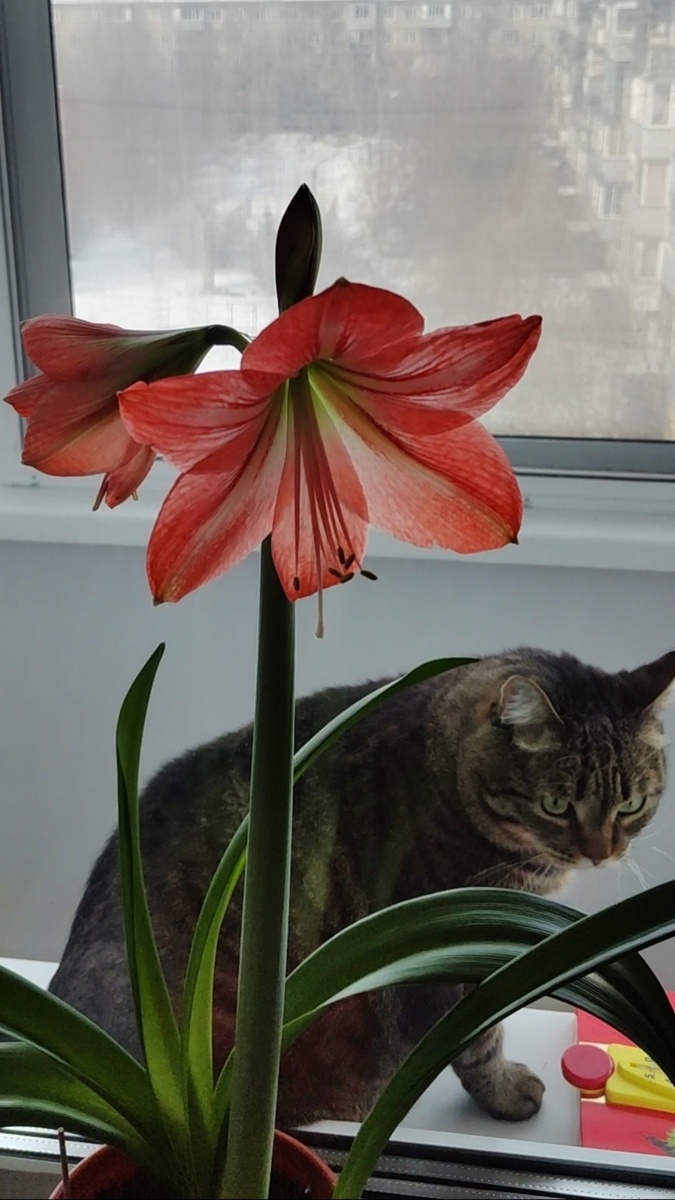 Гиппеаструм